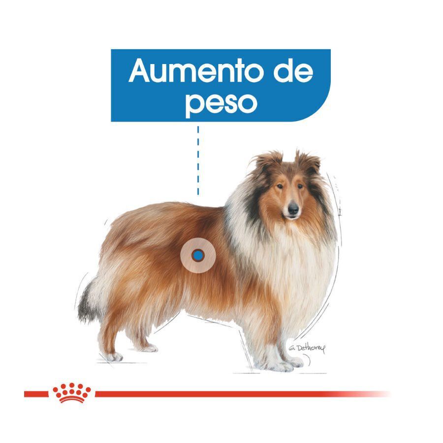 12 kg Royal Canin Maxi Light Weight Care ra&ccedil;&atilde;o para c&atilde;es, , large Imagem n&uacute;mero 5