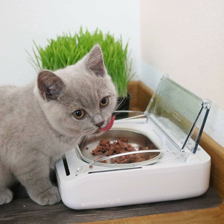 Sure Petcare Surefeed Comedouro Automático com Microchip,  Imagem número 8 Sure Petcare Surefeed Comedouro Automático com Microchip, , large Imagem número 8