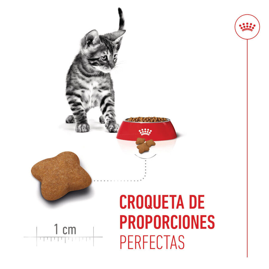 3.5 kg Royal Canin Kitten Sterilised ra&ccedil;&atilde;o para gatos , , large Imagem n&uacute;mero 5