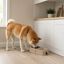 Leeby Comedouro Duplo Quadrado Taupe para c&atilde;es, , large Indicador imagem n&uacute;mero 1