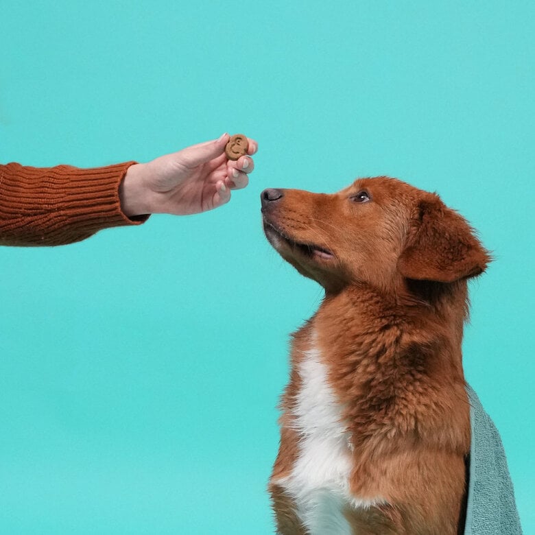 400 g Edgard y Cooper Biscoitos de Maçã para cães ,  Imagem número 5 400 g Edgard y Cooper Biscoitos de Maçã para cães , , large Imagem número 5