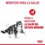 2 x 10 kg Royal Canin Urinary ração para gatos Pack poupança!, , large Indicador imagem número 6