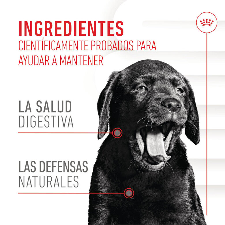 100 g Royal Canin Immunity & Digestion Chews Puppy Suplemento Nutricional para Cães,  Imagem número 4 100 g Royal Canin Immunity & Digestion Chews Puppy Suplemento Nutricional para Cães, , large Imagem número 4