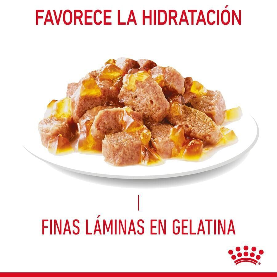 85 g Royal Canin Intense Beauty Saquetas em Gelatina para gatos, , large Imagem n&uacute;mero 3