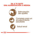 Royal Canin Ageing +12 ração para gatos, , large image number null