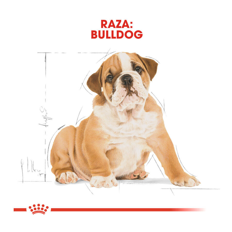 Royal Canin Puppy Bulldog ra&ccedil;&atilde;o para c&atilde;es, , large Imagem n&uacute;mero 4