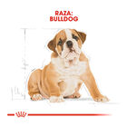 Royal Canin Puppy Bulldog ração para cães, , large image number null