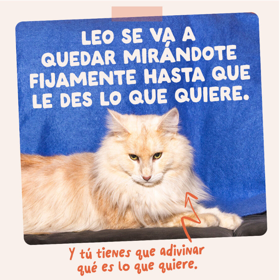 12 x 85 g Edgard & Cooper Feasts from the farm em molho em saqueta para gatos, , large Imagem n&uacute;mero 10