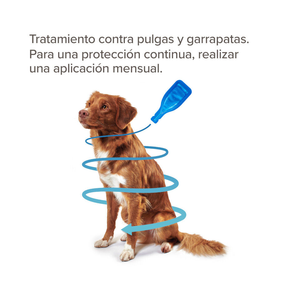 Beaphar FiproTec Pipetas Antiparasit&aacute;rias para c&atilde;es de ra&ccedil;a pequena, , large Imagem n&uacute;mero 3