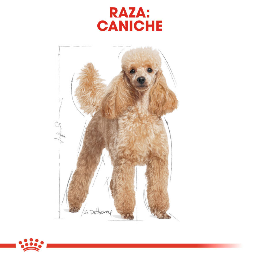 85 g Royal Canin Adult Poodle Pat&ecirc; saqueta para c&atilde;es, , large Imagem n&uacute;mero 3