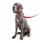Beaphar Gentle Leader Açaime vermelho para cães, , large image number null