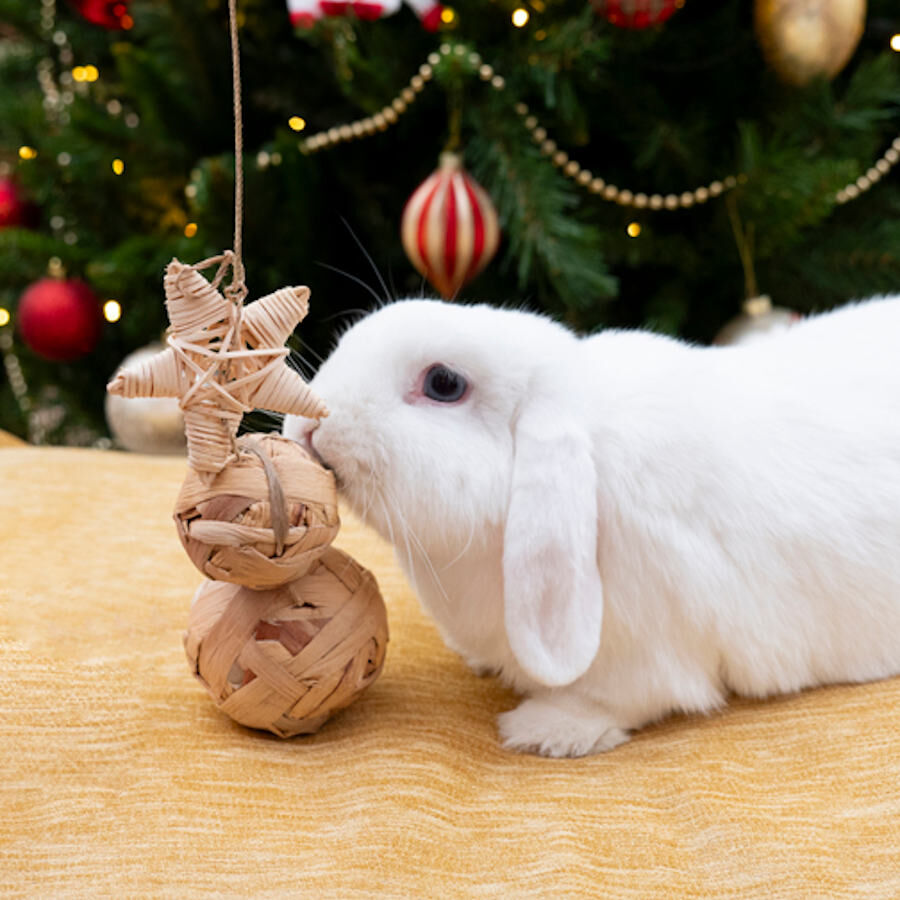 Rosewood Cupid and Comet Water Hyacinth conjunto de mordedores para roedores, , large Imagem n&uacute;mero 2