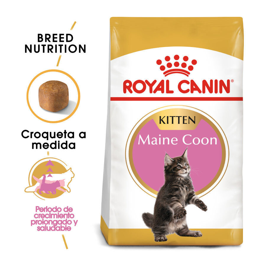 10 kg Royal Canin Kitten Maine Coon ra&ccedil;&atilde;o para gatinhos, , large Imagem n&uacute;mero 2