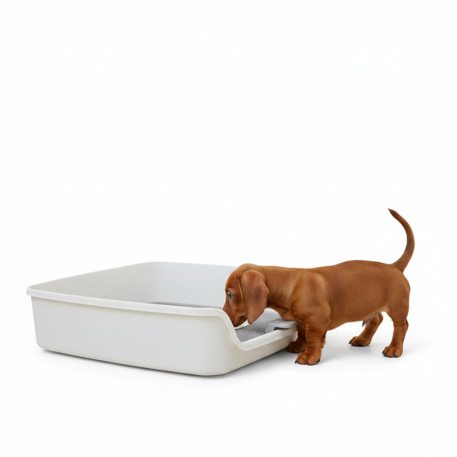 All For Paws Go Fresh Suporte para resguardos para c&atilde;es, , large Imagem n&uacute;mero 3