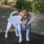 Freedog Iceguard Capa de Chuva Azul-claro para cães, , large Indicador imagem número 4