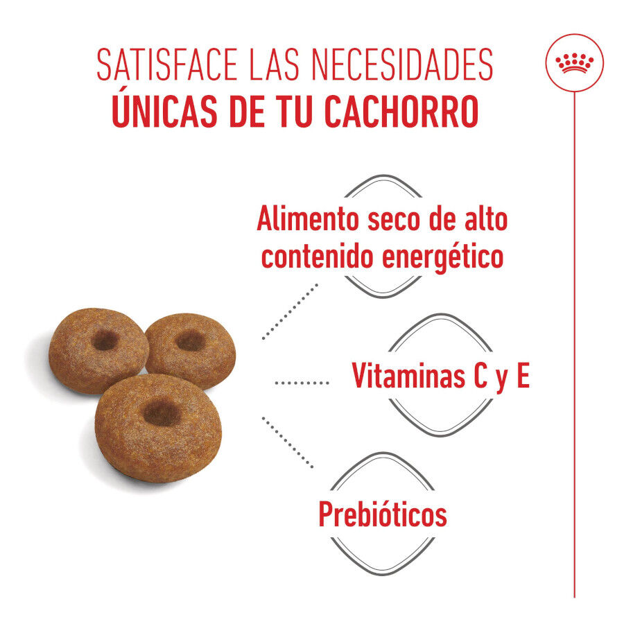 Royal Canin Starter Maxi MothereBaby ra&ccedil;&atilde;o para c&atilde;es, , large Imagem n&uacute;mero 4