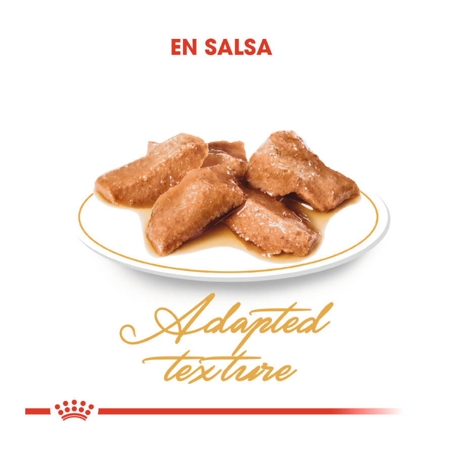 85 g Royal Canin Maine Coon alimento h&uacute;mido para gatos, , large Imagem n&uacute;mero 5