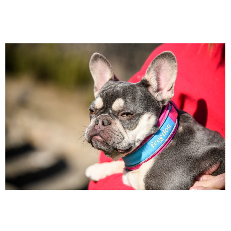 Freedog Cool Pro Tech Coleira Desportiva Fúscia para cães,  Imagem número 3 Freedog Cool Pro Tech Coleira Desportiva Fúscia para cães, , large Imagem número 3