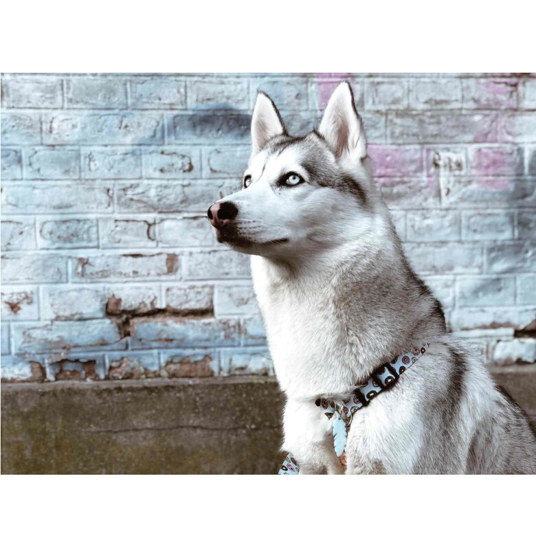 Dukier Peitoral com Estampado de  Cupcakes & Donunts para cães,  Imagem número 2 Dukier Peitoral com Estampado de  Cupcakes & Donunts para cães, , large Imagem número 2