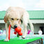 Kong Wubba Brinquedo Aquático para cães, , large Indicador imagem número 2