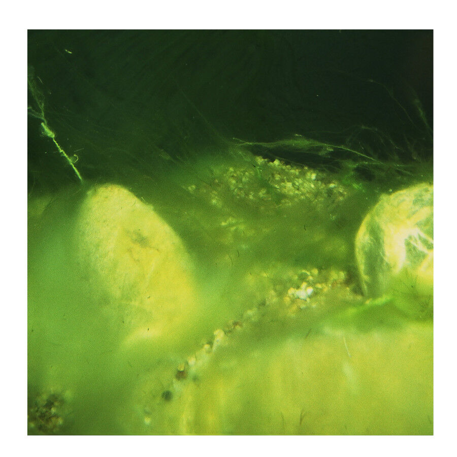 JBL AlgoPond Forte antialgas para lagoas, , large Imagem n&uacute;mero 2