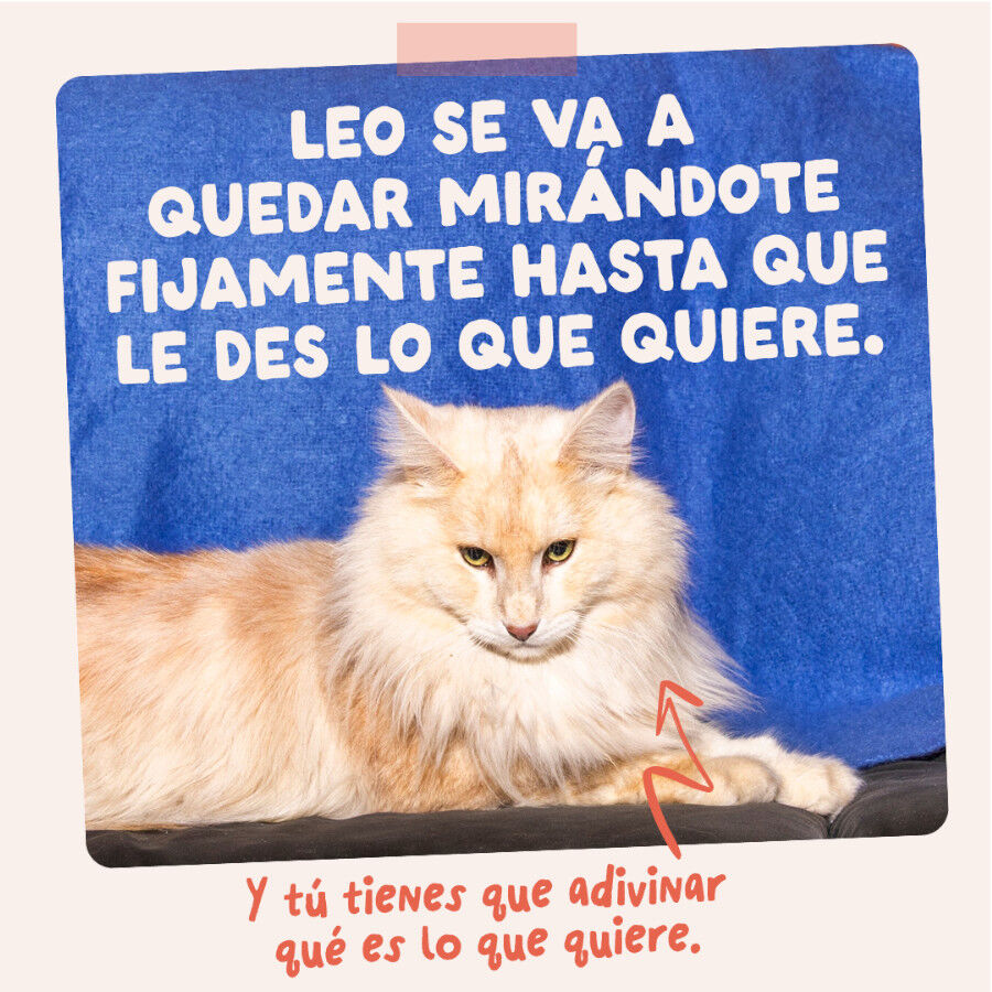 85 g Edgard & Cooper Trucha y Pollo sobre en salsa para gatos, , large Imagem n&uacute;mero 10