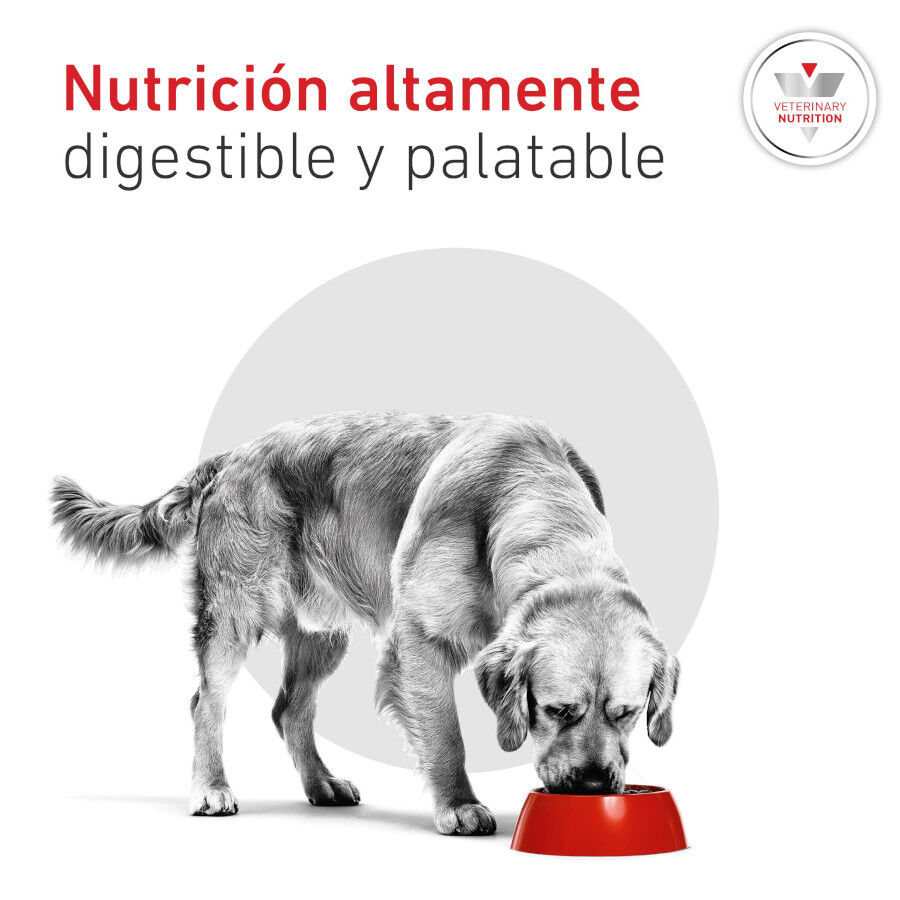 410 g Royal Canin Veterinary Diabetic latas para c&atilde;es, , large Imagem n&uacute;mero 5