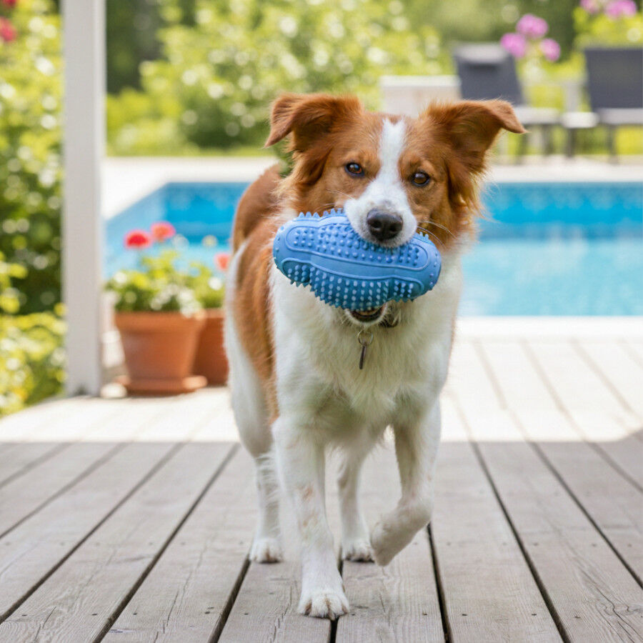 Summer Vibes TPR Chew Rugby Brinquedo para c&atilde;es, , large Imagem n&uacute;mero 1