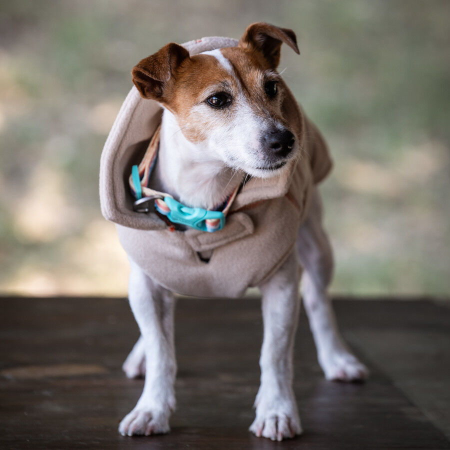 Freedog Snowpuff  Casaco Polar bege para c&atilde;es, , large Imagem n&uacute;mero 1