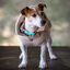Freedog Snowpuff  Casaco Polar bege para cães, , large Indicador imagem número 1