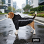 Gotoo Casaco Imperme&aacute;vel Refletor Preto para c&atilde;es, , large Indicador imagem n&uacute;mero 1