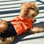 Nayeco X-TRM Capa de Chuva Laranja e Preta para cães, , large Indicador imagem número 1