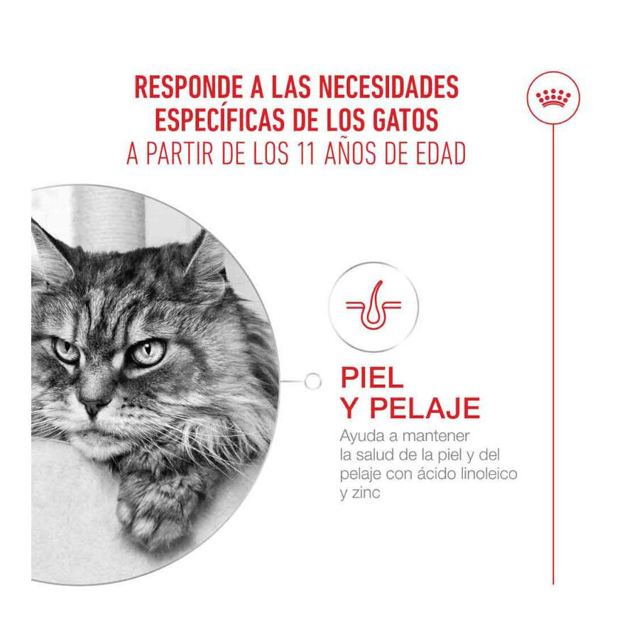 4 kg Royal Canin Ageing 11+ ra&ccedil;&atilde;o para gatos, , large Imagem n&uacute;mero 5
