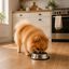 Leeby Comedouro de Metal com Anel de Silicone para c&atilde;es, , large Indicador imagem n&uacute;mero 1
