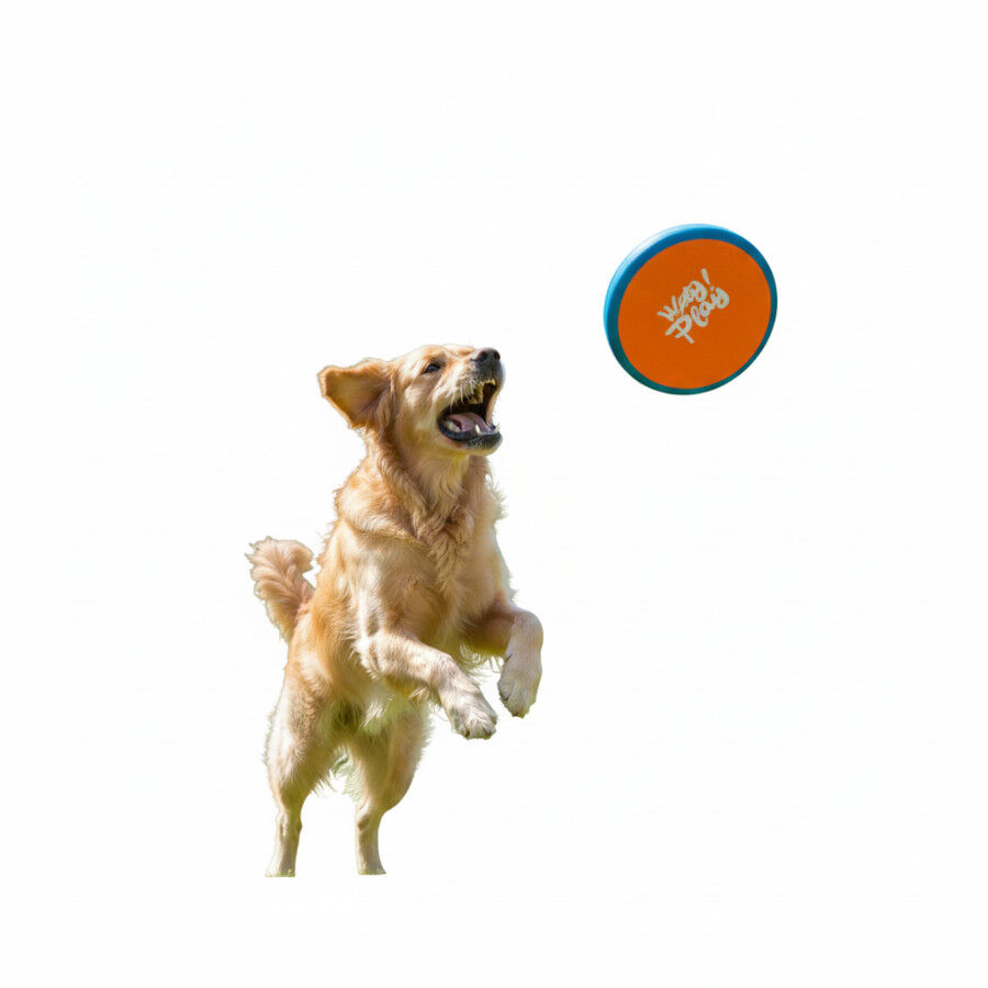 All For Paws Wag Play Frisbee Voador para c&atilde;es, , large Imagem n&uacute;mero 3