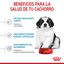 15 kg Royal Canin Puppy Giant ração para cães, , large Indicador imagem número 5