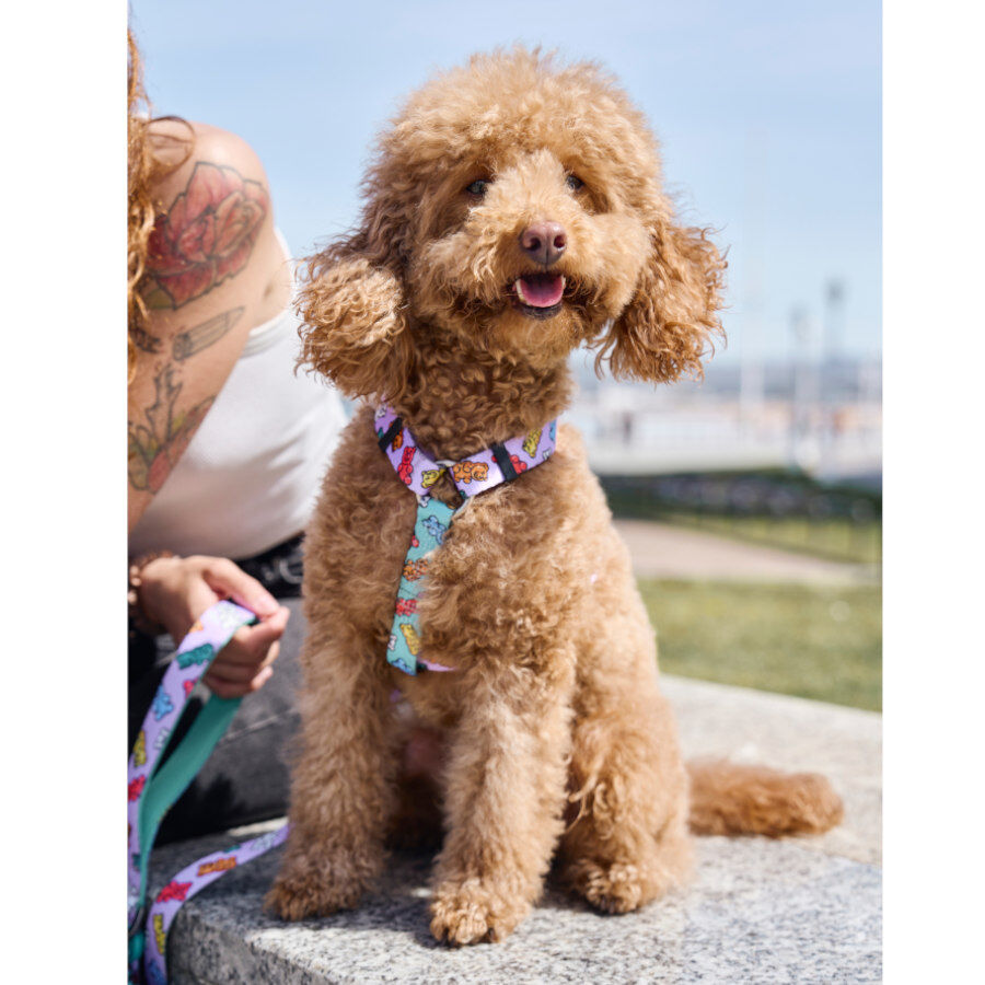 Dukier Gummy Bears Peitoral Cl&aacute;ssico para c&atilde;es, , large Imagem n&uacute;mero 2