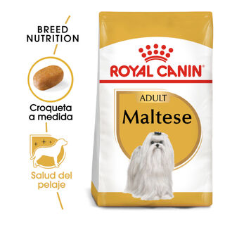 Royal Canin Adult Bichón Maltês ração para cães 