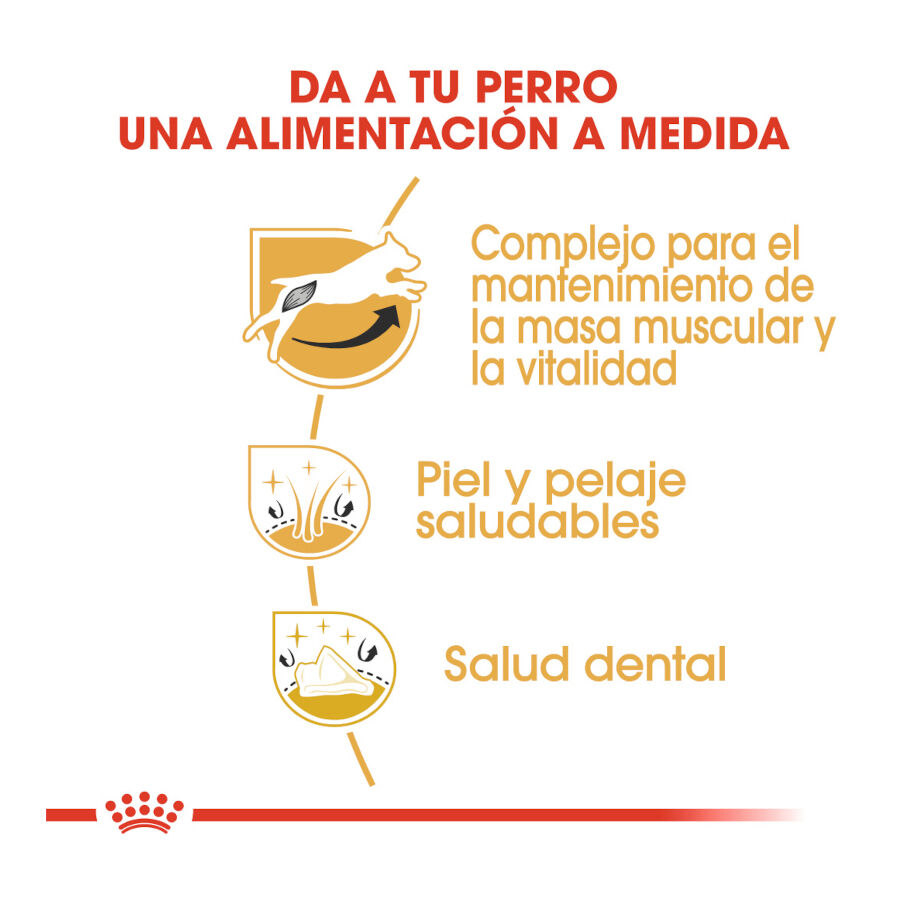 Royal Canin Adult Jack Russell Terrier ra&ccedil;&atilde;o para c&atilde;es, , large Imagem n&uacute;mero 6