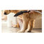 Hansgrohe Chuveiro Preto para cães, , large Indicador imagem número 5