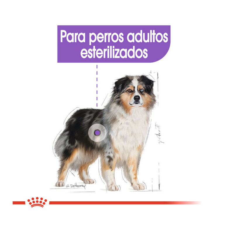 Royal Canin Sterilised Medium ração para cães, , large image number null