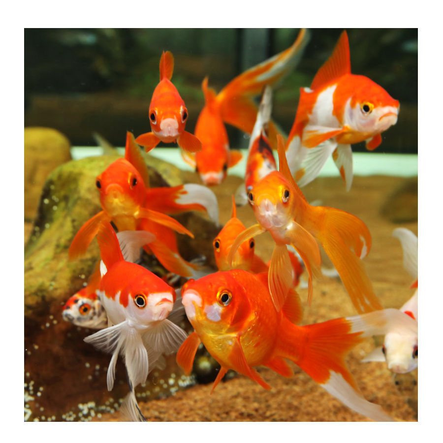 JBL Biotopol R Condicionador de &Aacute;gua para aqu&aacute;rios, , large Imagem n&uacute;mero 3