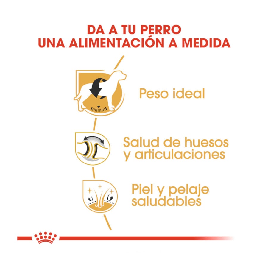 12 kg Royal Canin Adult Labrador Retriever ra&ccedil;&atilde;o para c&atilde;es, , large Imagem n&uacute;mero 6