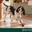 Wonder Christmas Corda e Guizo Brinquedo para c&atilde;es, , large Indicador imagem n&uacute;mero 2