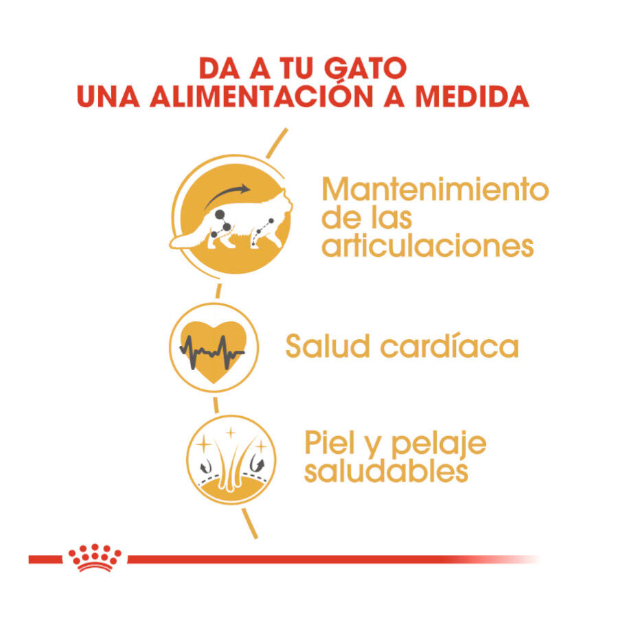 10 kg Royal Canin Adult Maine Coon ra&ccedil;&atilde;o para gatos, , large Imagem n&uacute;mero 3