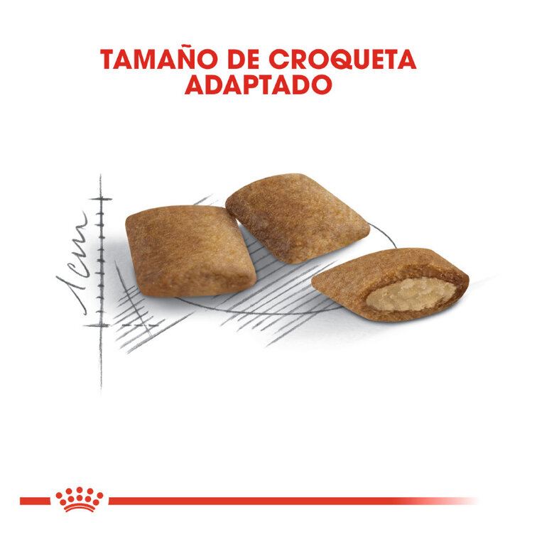 Royal Canin Ageing +12 ração para gatos, , large image number null