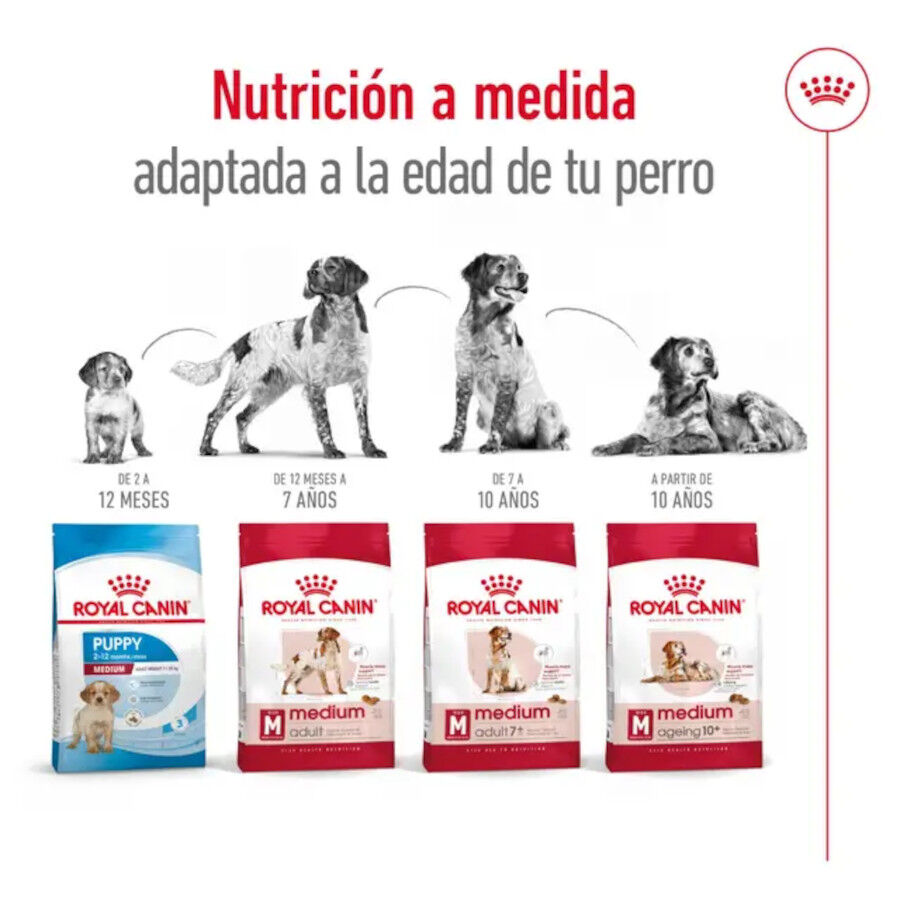 15 kg Royal Canin Medium 10+ Ageing ra&ccedil;&atilde;o para c&atilde;es, , large Imagem n&uacute;mero 7