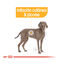 12 kg Royal Canin Maxi Dermacomfort ração para cães, , large Indicador imagem número 5