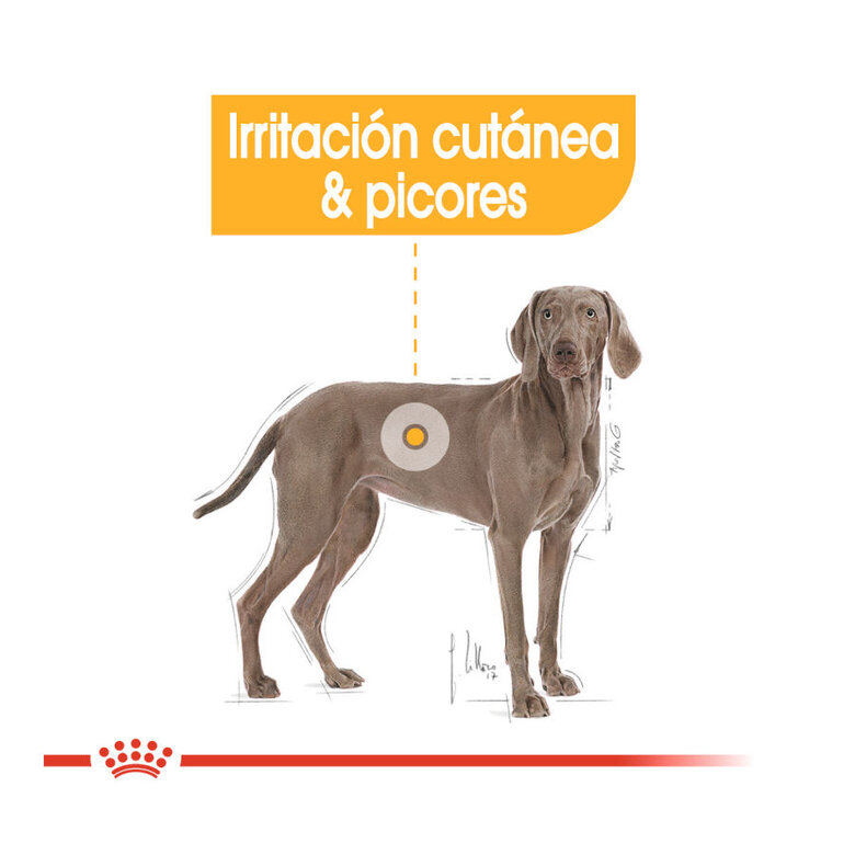 12 kg Royal Canin Maxi Dermacomfort ração para cães,  Imagem número 5 12 kg Royal Canin Maxi Dermacomfort ração para cães, , large Imagem número 5