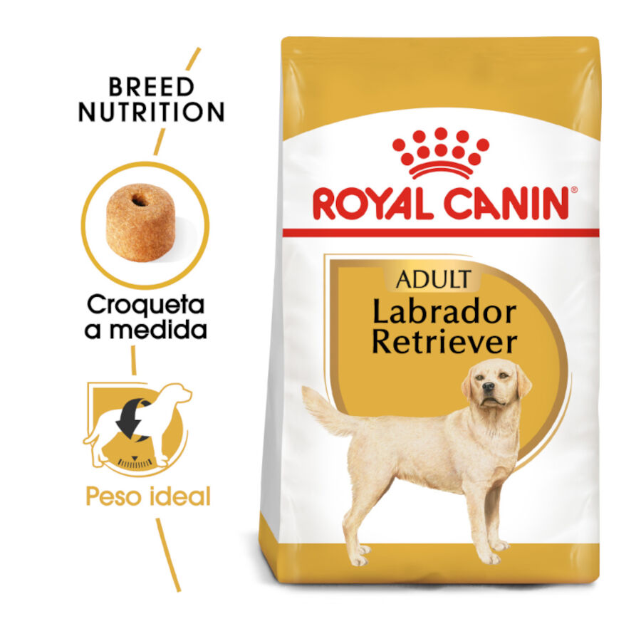 12 kg Royal Canin Adult Labrador Retriever ra&ccedil;&atilde;o para c&atilde;es, , large Imagem n&uacute;mero 2